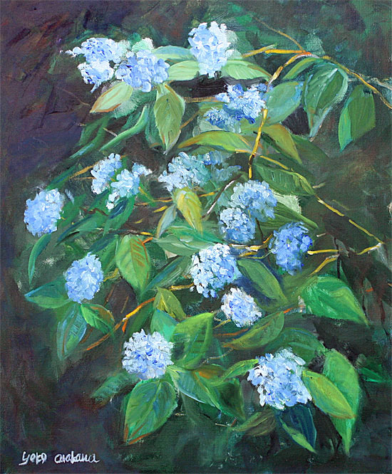 Blue Hydrangea